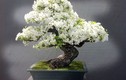 Ngắm 10 chậu bonsai tự nhiên đẹp nhất thế giới