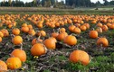Ngắm cánh đồng bí ngô khổng lồ hàng nghìn quả mùa Halloween