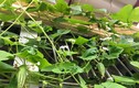 Đã mắt vườn rau ban công mini ăn không xuể của người Việt 