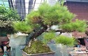 70 triệu đồng “siêu phẩm” phi lao bonsai ở Hà Nội