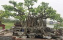 Hai cây cảnh trăm tuổi mọc trên đá siêu đẹp của đại gia Hà Nội