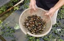 “Đột nhập” những trang trại nuôi ốc bươu đen "hốt" trăm triệu
