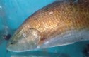 Thêm ngư dân Huế bắt được cá lạ nghi cá sủ vàng 