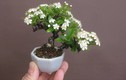 Ngắm bonsai hoa mini trang trí phòng làm việc siêu đẹp 