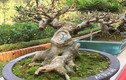Kỳ dị loạt bonsai không lá thế độc hút hồn dân chơi 