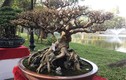Khô như củi, lại không có lá, bonsai sanh cổ vẫn siêu đẹp 