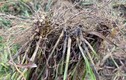 Nhổ rễ cây hương đặc biệt, nông dân thu 70 triệu/ha