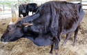 Giải cứu đàn bò tót F1 ở Ninh Thuận gầy trơ xương, suy kiệt