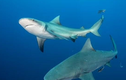 Bị cá mập tấn công, cậu bé 10 tuổi may mắn thoát chết trong gang tấc