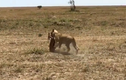 Vấp ngã khi chạy trốn, linh dương Antilope bị sư tử hạ sát