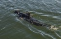 Cận cảnh “cá mập” do thám đáng gờm của Hải quân Mỹ