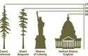 Những điều thú vị về loài cây cao nhất thế giới