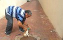 Giải cứu mèo bị kẹt đầu trong lon nước ngọt