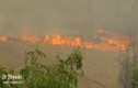 Hàng chục lính cứu hỏa bị thương vì cứu rừng ở Australia