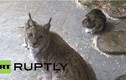 Kỳ lạ mèo rừng kết bạn thân thiết với mèo nhà