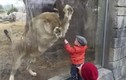 Phát hoảng em bé liều lĩnh trêu sư tử 
