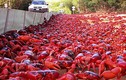 Ngoạn mục cảnh hàng trăm triệu cua đỏ lũ lượt di cư 