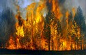 Hình ảnh cháy rừng khủng khiếp ở đông Siberia