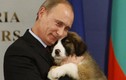 Loạt khoảnh khắc chứng tỏ Tổng thống Putin là người yêu động vật