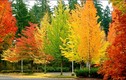 Vì sao lá cây thay đổi màu sắc vào mùa thu?