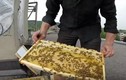 Quy trình làm mật của ong ít người biết