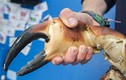 Video: Cách ăn một con cua khổng lồ 