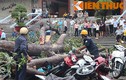 TP HCM: Hàng loạt cây bật gốc, đè bẹp 100 xe máy