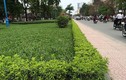 Hàng cây đẹp long lanh trên đường Hoàng Quốc Việt bị phá bỏ
