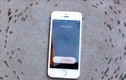 Xôn xao clip iPhone 6 “thôi miên” đàn kiến kỳ lạ