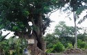 “Cụ” cây cổ thụ kỳ bí ở Đồng Nai