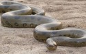 Điểm mặt những loài rắn nguy hiểm nhất thế giới