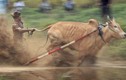 Cuộc đua điều khiển bò bằng đuôi “độc nhất vô nhị“