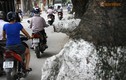 Những cây cổ thụ kỳ dị trên phố Đội Cấn, Hà Nội