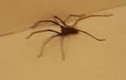 Kinh hãi màn “xâm lược” của những con nhện khổng lồ