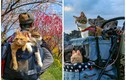 Ghen tỵ với 2 chú mèo du lịch khắp Nhật Bản cùng ông chủ doanh nhân