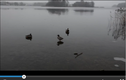 Video: Pha “đạp phanh” trên mặt hồ băng của vịt trời