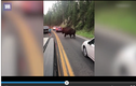 Video: Cái kết của người đàn ông thách thức bò rừng khổng lồ ở Mỹ