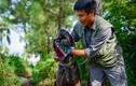 Chó khổng lồ hơn 100 kg xuất hiện ở Hà Nội