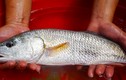 Ngư dân Đà Nẵng bắt được cá nghi sủ vàng tiền tỷ