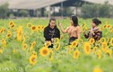 Ảnh: Cánh đồng hoa hướng dương đẹp nhất Việt Nam bắt đầu nở rộ