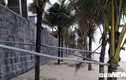 Ảnh: Sắt thép quây chằng chịt trăm cây dừa bãi biển Đà Nẵng