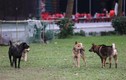 Hà Nội: Chó vẫn được thả rông bất chấp nhiều tai nạn chết người