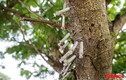 Kinh hãi cảnh bơm kim tiêm cắm đầy trên cây ở Bắc Ninh