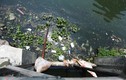 Đà Nẵng: Ô nhiễm nghiêm trọng tại hồ Thạc Gián 