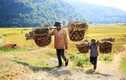 Dân phải “ngụy trang” đi gặt lúa nơi “chảo lửa” miền tây xứ Nghệ