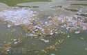 Thái Nguyên: Nước hồ Vai Miếu nổi váng, đặc quánh, bốc mùi hôi tanh