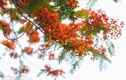 Hoa phượng nở đỏ rực Thủ đô báo hiệu mùa hè về