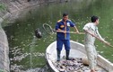 Hà Nội: Cá chết hàng loạt dạt vào bờ ở hồ Tây