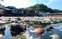 Kinh hoàng rác khắp bờ biển Việt Nam