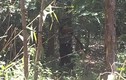 Phát hiện thi thể người đàn ông đang phân hủy giữa rừng